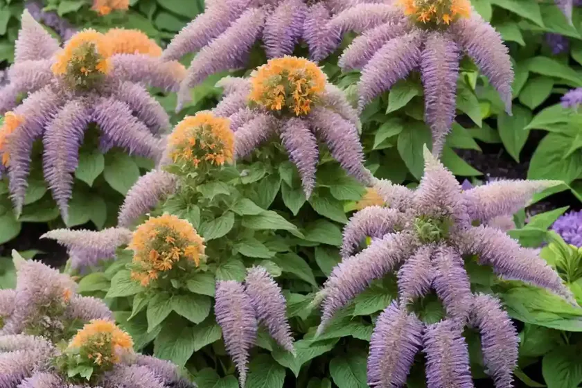 Giant hyssop (agastache ‘apricot sunrise’) — photo 3