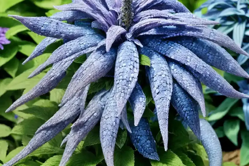 Giant hyssop (agastache ‘blue boa’)