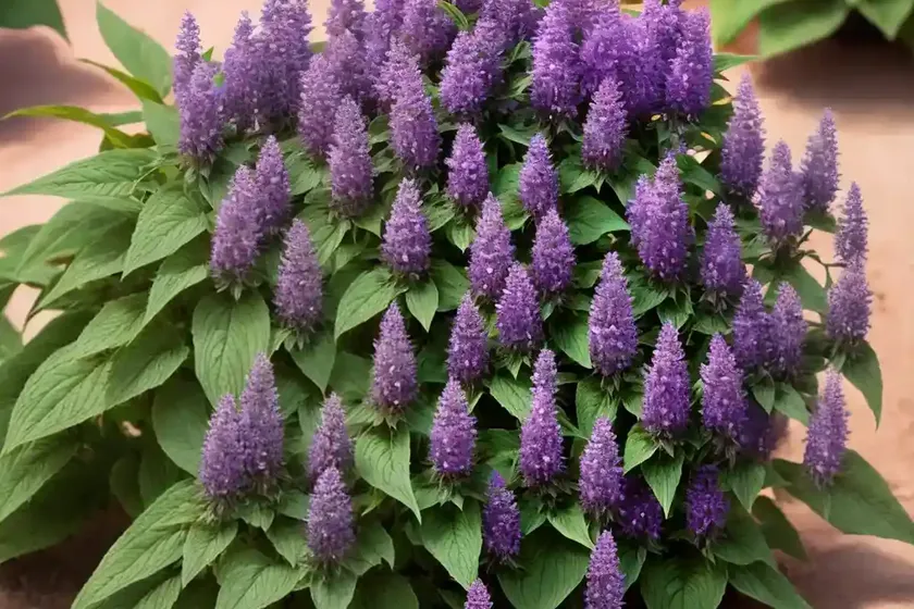 Giant Hyssop (Agastache Cana ‘Sinning’ SONORAN SUNSET) — photo 2