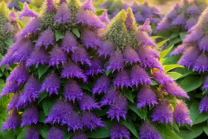 Giant Hyssop (Agastache Cana ‘Sinning’ SONORAN SUNSET) — photo 3