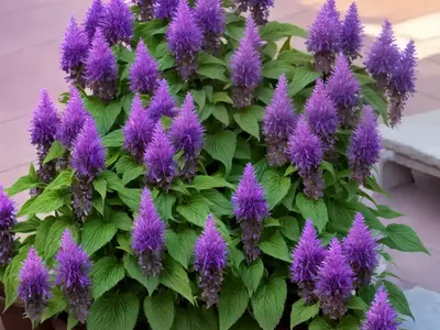Giant Hyssop (Agastache Cana ‘Sinning’ SONORAN SUNSET)