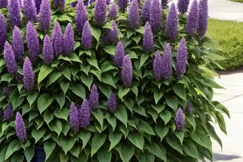 Giant hyssop (agastache ‘firebird’) — photo 2