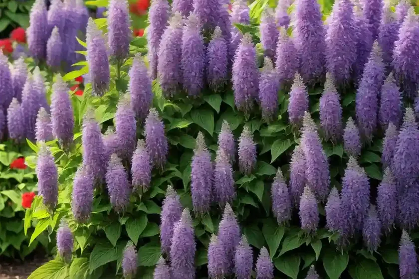 Giant hyssop (agastache ‘firebird’) — photo 3