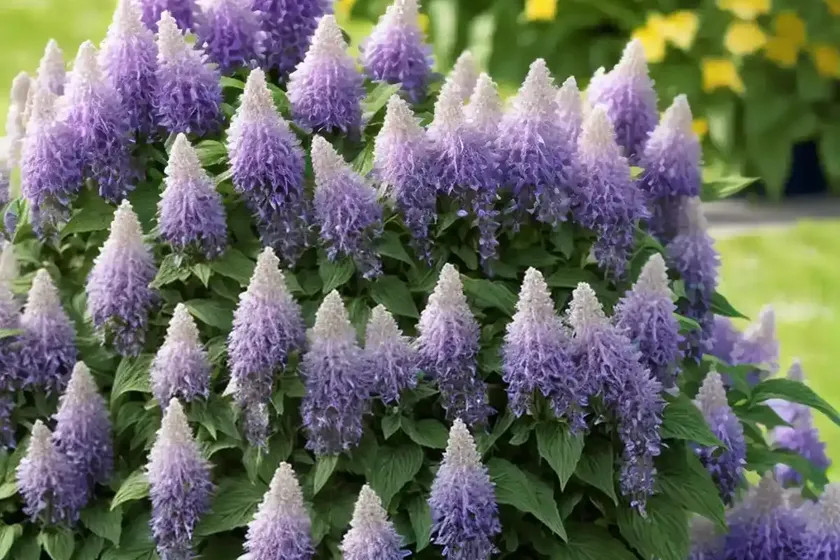 Giant hyssop (agastache ‘summer breeze’) — photo 2