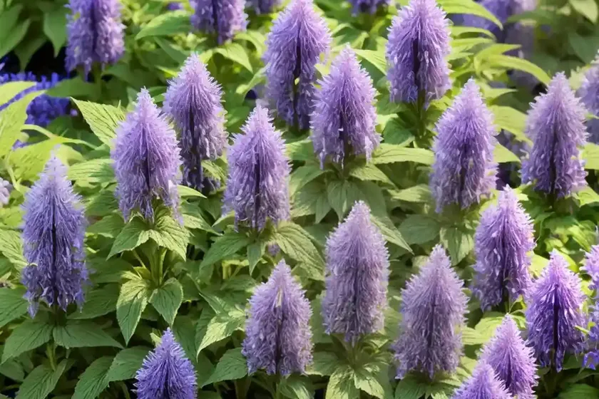Giant hyssop (agastache ‘summer breeze’) — photo 3