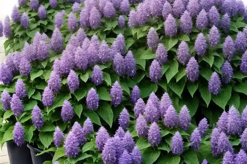 Giant hyssops (agastache) — photo 3