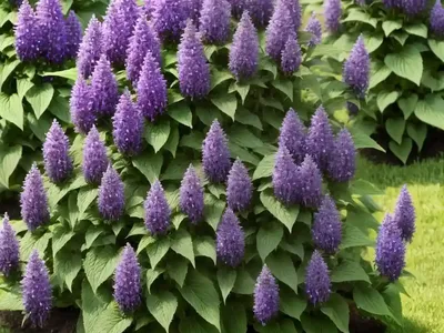 Giant Hyssops (Agastache)