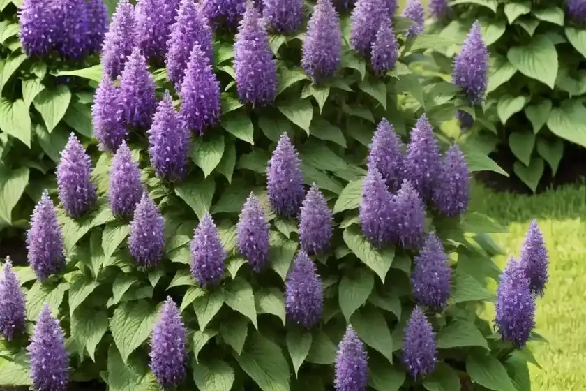 Giant hyssops (agastache)