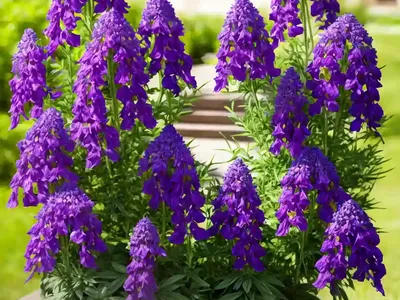 Giant Larkspur (Consolida Ajacis)