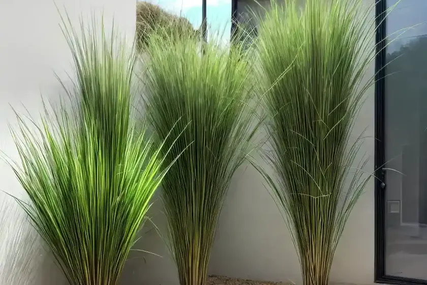 Giant rye grass (schedonorus giganteus) — photo 3