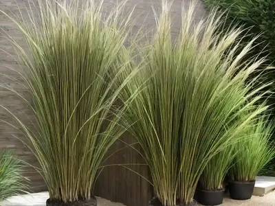 Giant Rye Grass (Schedonorus Giganteus)