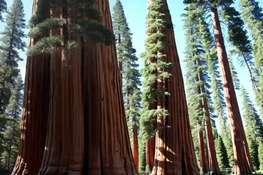 Giant sequoia (sequoiadendron giganteum) — photo 2