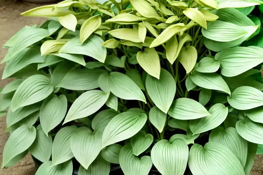 Giant solomon’s seal (polygonatum biflorum var. commutatum) — photo 2