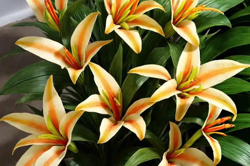 Ginger Lily (Alpinia Japonica) — photo 2