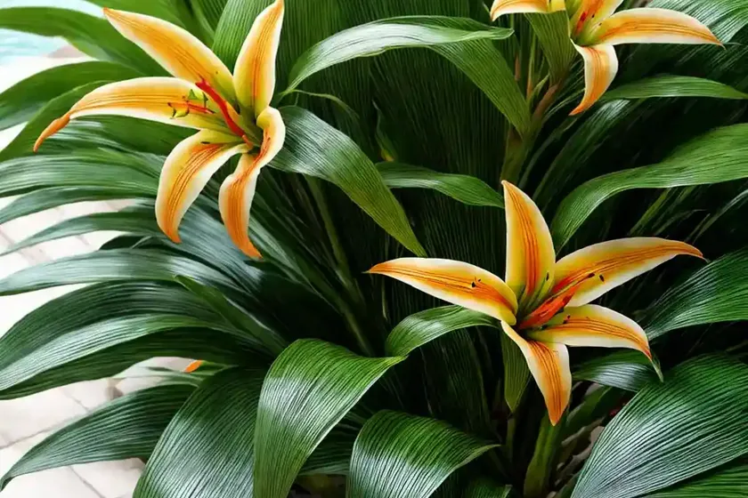 Ginger Lily (Alpinia Japonica) — photo 3