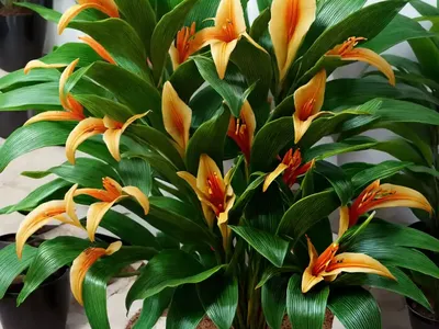 Ginger Lily (Alpinia Japonica)