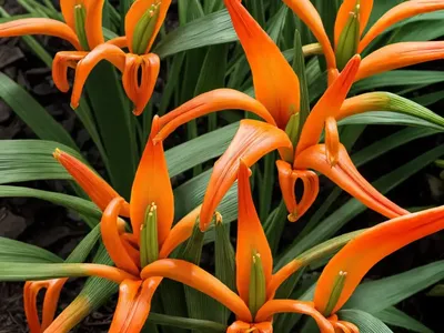 Ginger Lily (Hedychium ‘Tahitian Flame’)