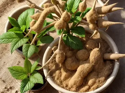 Gingsen (Panax Ginseng)