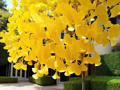 Ginkgo Biloba ‘Autumn Gold’ (Maidenhair Tree)