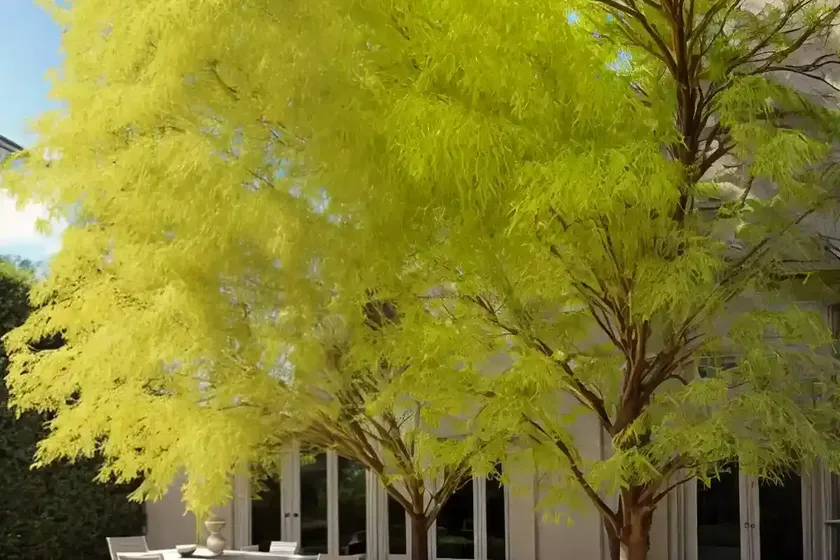 Ginkgo biloba ‘fairmont’ (maidenhair tree) — photo 3