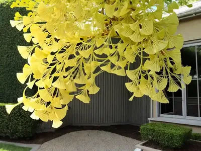Ginkgo Biloba ‘Fairmont’ (Maidenhair Tree)