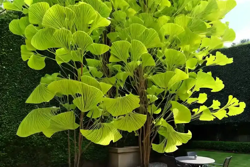 Ginkgo biloba ‘horizontalis’ (maidenhair tree) — photo 2