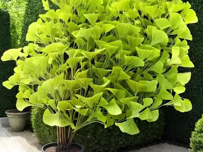 Ginkgo Biloba ‘Horizontalis’ (Maidenhair Tree)