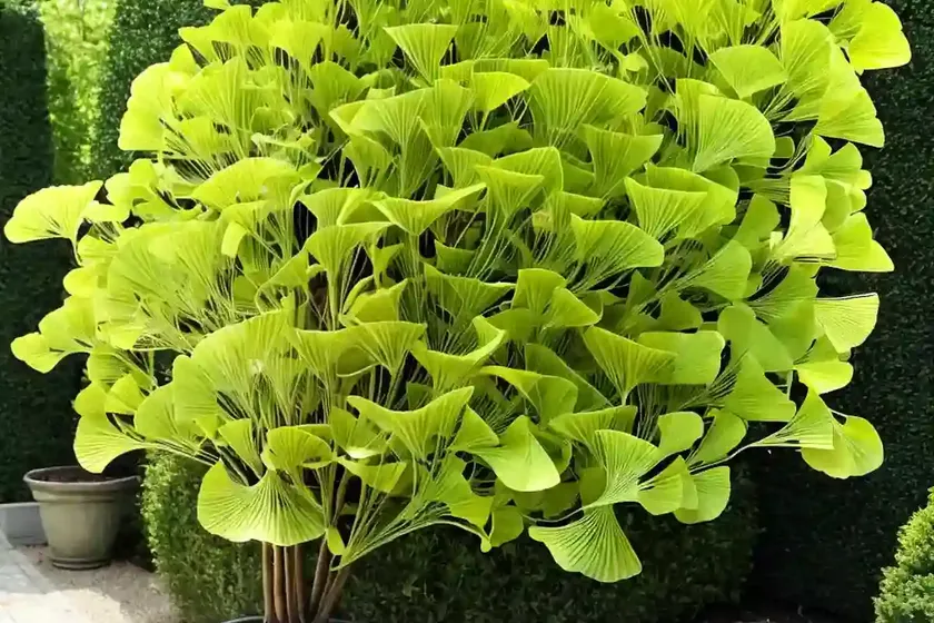 Ginkgo biloba ‘horizontalis’ (maidenhair tree)