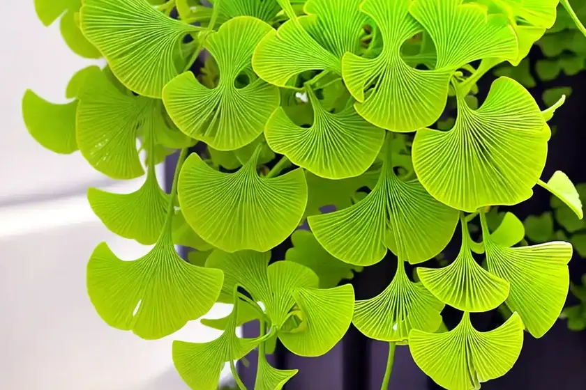 Ginkgo biloba (maidenhair tree) — photo 2