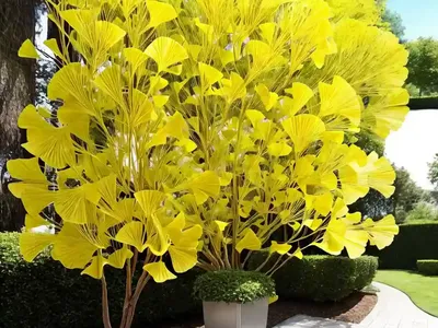 Ginkgo Biloba (Maidenhair Tree)
