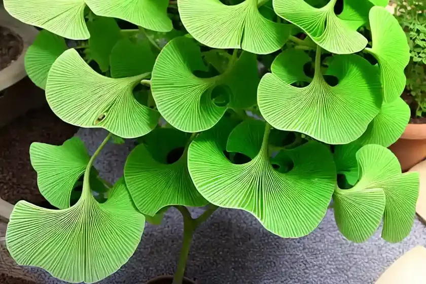 Ginkgo biloba ‘majestic butterfly’ (maidenhair tree) — photo 2