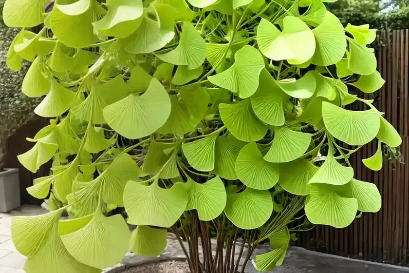 Ginkgo biloba ‘mariken’ (maidenhair tree) — photo 2