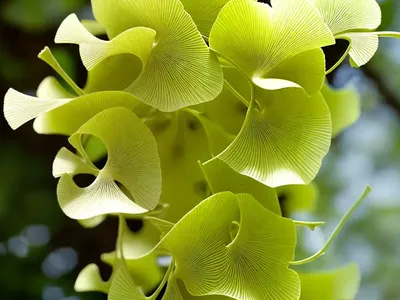 Ginkgo Biloba ‘Mariken’ (Maidenhair Tree)