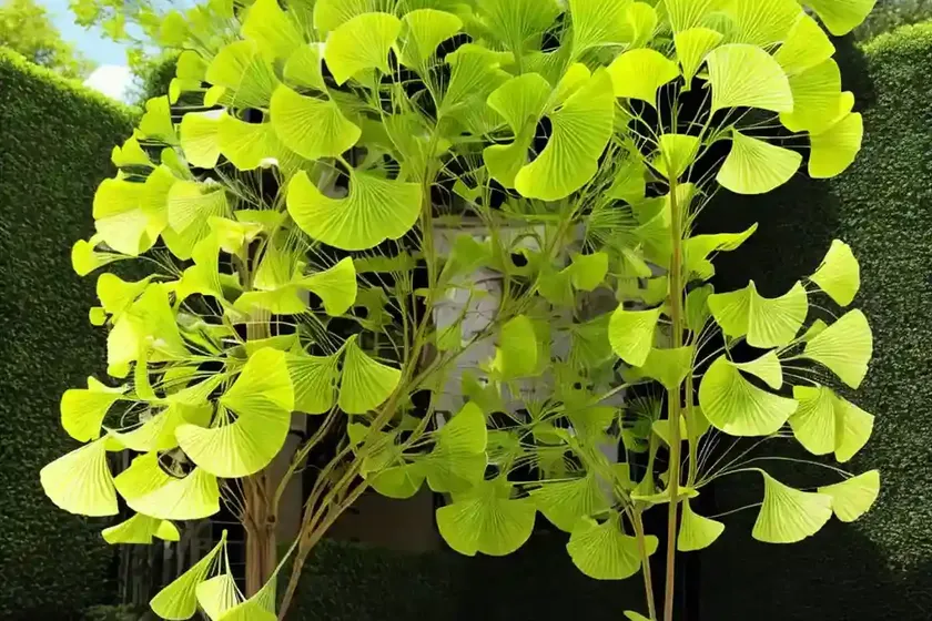 Ginkgo biloba ‘tubifolia’ (maidenhair tree) — photo 2