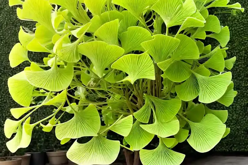 Ginkgo biloba ‘tubifolia’ (maidenhair tree) — photo 3