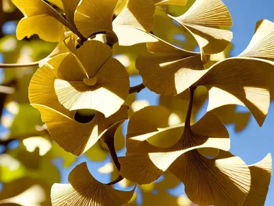 Ginkgo (Ginkgo Biloba)