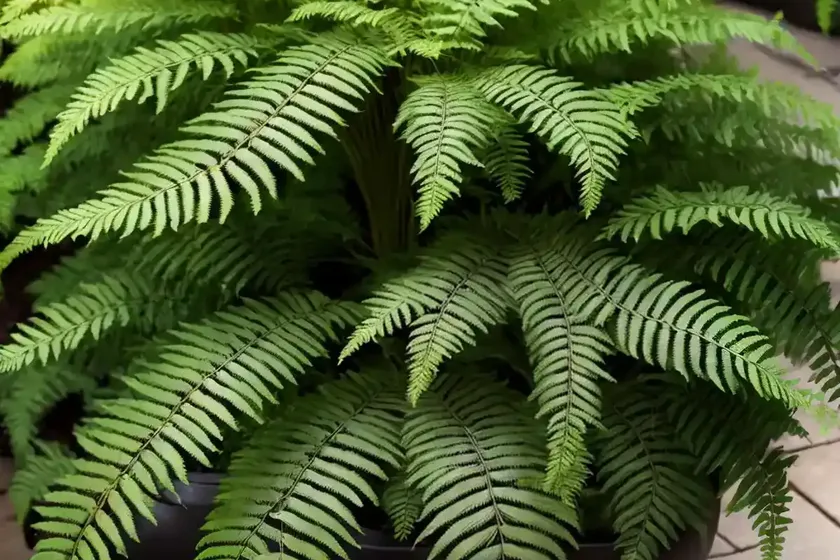 Glade fern (diplazium pycnocarpon) — photo 2