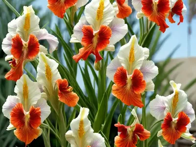 Gladiolus Carneus (Painted Lady)