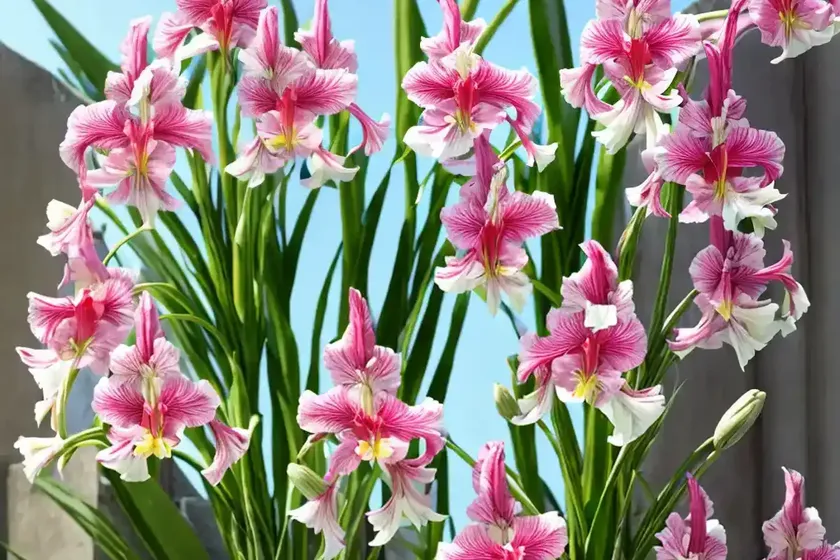 Gladiolus communis subsp. byzantinus (byzantine gladiolus) — photo 2