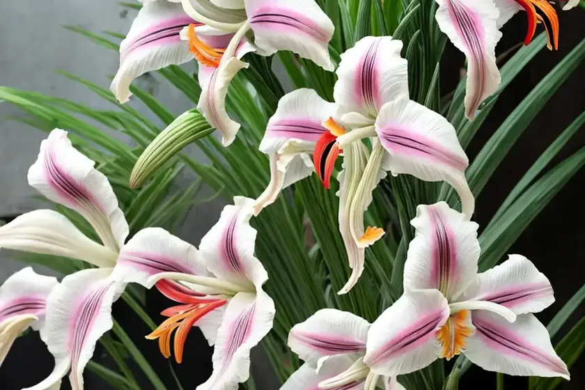 Gladiolus Dalenii (Dragon’s Head Sword Lily) — photo 3