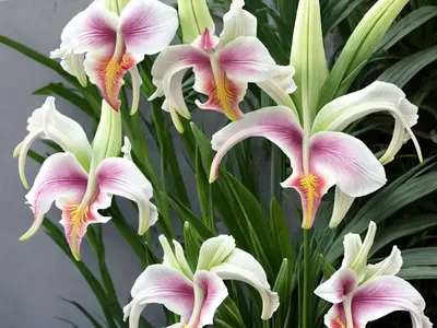 Gladiolus Dalenii (Dragon’s Head Sword Lily)