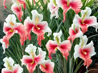 Gladiolus ‘eunice Ann’ (Gladiolus ‘eunice Ann’)