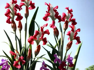 Gladiolus (Gladiolus)