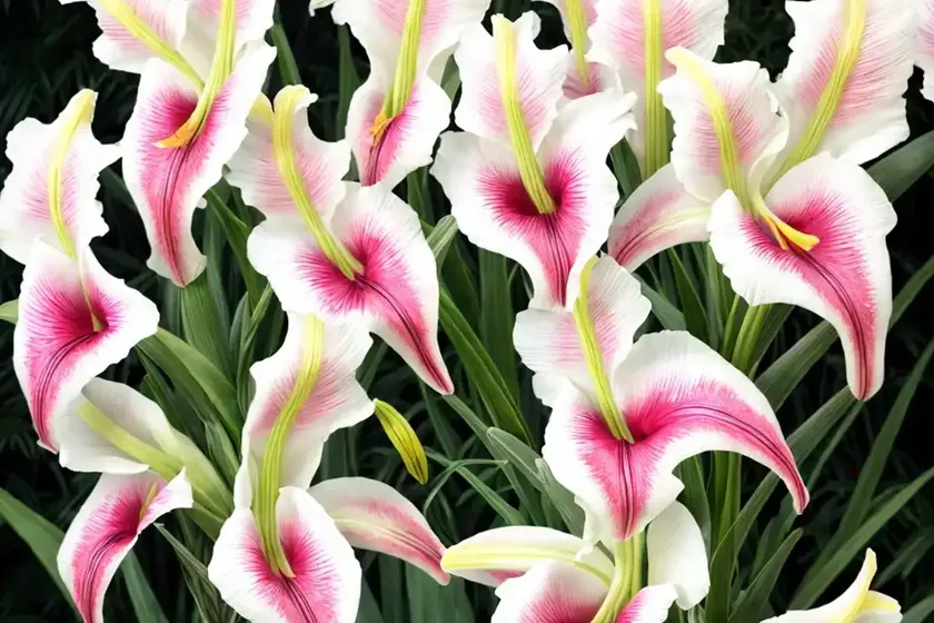 Gladiolus ‘lumiere’ (sword lily) — photo 2