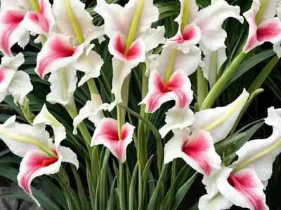 Gladiolus ‘Lumiere’ (Sword Lily)
