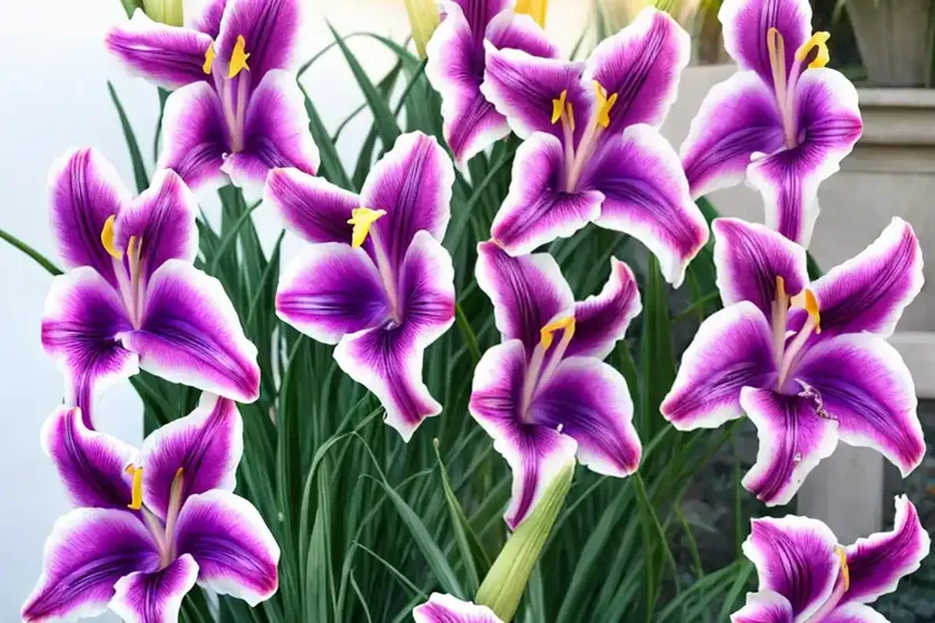 Gladiolus ‘purple flora’ (sword-lily)