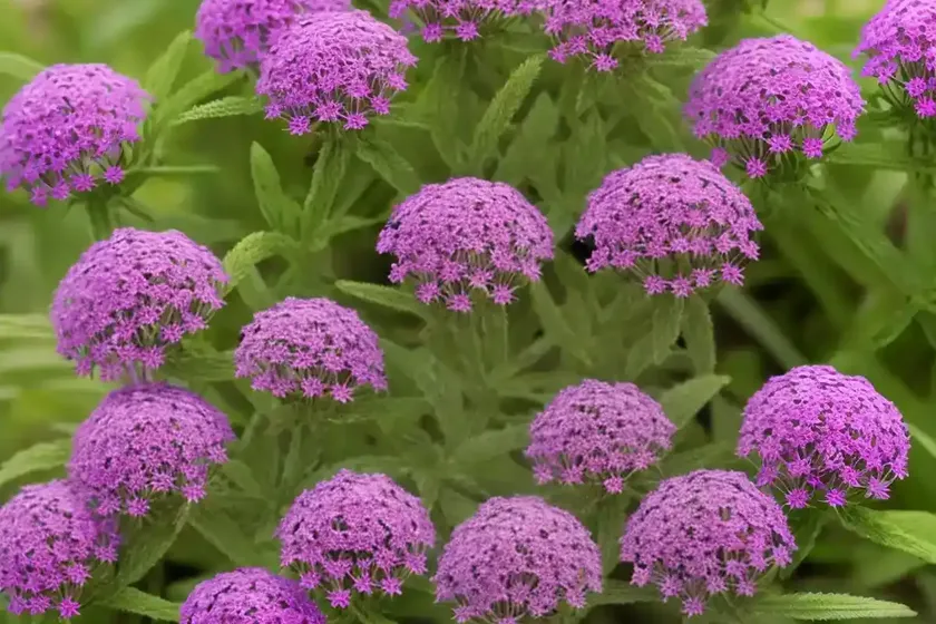 Glandularia Bipinnatifida (Prairie Verbena) — photo 2