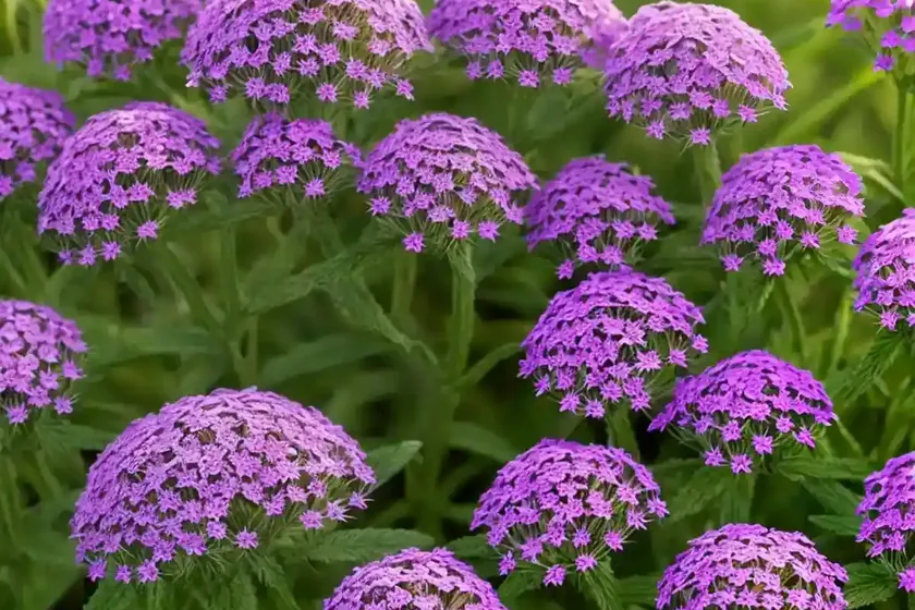 Glandularia Bipinnatifida (Prairie Verbena) — photo 3