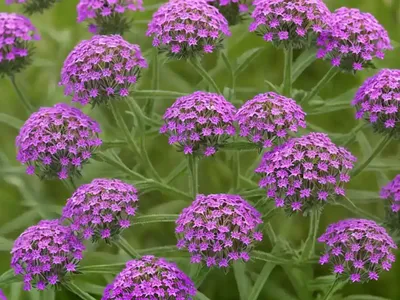 Glandularia Bipinnatifida (Prairie Verbena)