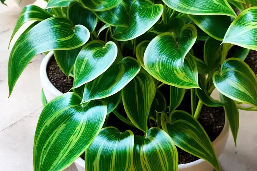 Global green pothos (epipremnum aureum ‘global green’) — photo 3